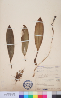 Specimen thumbnail
